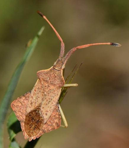 Réf. 228 106 : Syromastus rhombeus